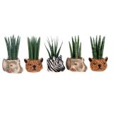 TAŠČIN JEZIK V OKRASNEM LONCU L6