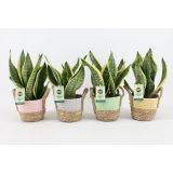 TAŠČIN JEZIK V PLETENI KOŠARI L14