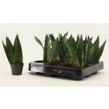 TAŠČIN JEZIK ZEYLANICA L6