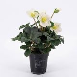 TELOH CHRISTMAS CAROL PREMIUM XL L9 CM