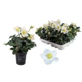 TELOH CHRISTMAS CAROL PREMIUM XL L9 CM