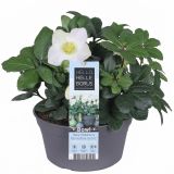 TELOH HELLEBORUS NIGER C. CAROL V SKLEDI L19 CM