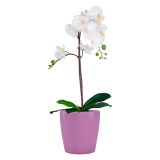 KERAMIČNI NOTRANJI LONEC THALIA 14 CM ROZA