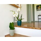 KERAMIČNI NOTRANJI LONEC THALIA 14 CM TEMNO ZELEN