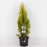 IGLAVEC THUJA PYRAMIDALIS AUREA L19