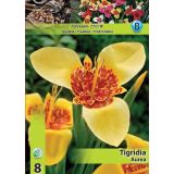 POLETI CVETOČA ČEBULICA HOLLAND BULB MARKET TIGRIDIA PAVONIA AUREA