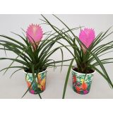 TILANCIJA V OKRASNEM LONCU L10