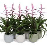 TILANCIJA V OKRASNEM LONCU L12