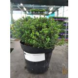 TIMIJAN CITRIODORA L14