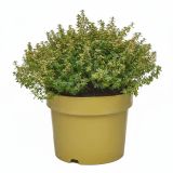 TIMIJAN CITRONASTI L19