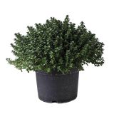 TIMIJAN CITRONASTI L19