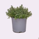 TIMIJAN ITALIJANSKI L14