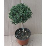 TIMIJAN NA STEBLU L14