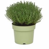 TIMIJAN TIMIJAN FAUSTINI L19