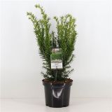 IGLAVEC TISA DENSIFORMIS L19