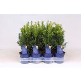 IGLAVEC TISA HICKSII L11