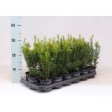 IGLAVEC TISA HICKSII L9