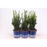 IGLAVEC TISA HILLII L15