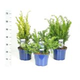 IGLAVEC TISA MIX L23