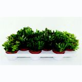 KRASULA TOLŠČCA L 10.5