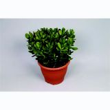 KRASULA TOLŠČICA L23