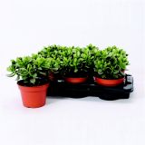 KRASULA TOLŠČICA MINOVA L15 MAGIC