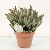 KALANHOJA TOMENTOSA L14