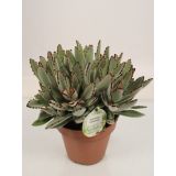 KALANHOJA TOMENTOSA L14