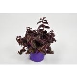 SOBNA ZELENA RASTLINA TRADESKANCIJA L12