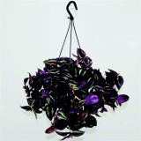 SOBNA ZELENA RASTLINA TRADESKANCIJA L17