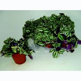 SOBNA ZELENA RASTLINA TRADESKANCIJA ZEBRA L12