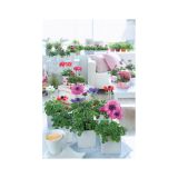 TRAJNICA ANEMONA CORONARIA ANIMO MIX L13