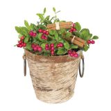 TRAJNICA ARANŽMA GAULTERIA