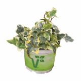 BRŠLJAN EVITA MIX L13