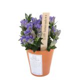 TRAJNICA ENCIJAN ALPINE