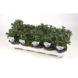 TRAJNICA ENCIJAN L11