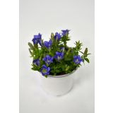 TRAJNICA ENCIJAN L11