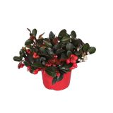 GAULTERIJA PROCUMBENS BIG BERRY