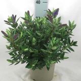 TRAJNICA HEBE HEBEDONA BRITTA