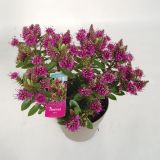 TRAJNICA HEBE HEBEDONA DIANA