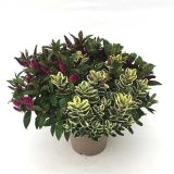 TRAJNICA HEBE MIX V SADILNEM LONCU DONNA TRIO