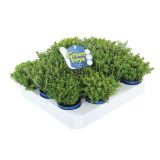 TRAJNICA HEBE, JETIČNIK ARMSTRONGII GREEN BOYS