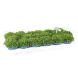 TRAJNICA HEBE, JETIČNIK KIDS GREEN GLOBE