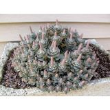 TRAJNICA KITAJSKI KLOBUK (OROST. I WARENGE CHIN. HAT) L14 CM