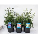 TRAJNICA KITAJSKI OSTROŽNIK L17