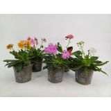 TRAJNICA LEWISIA L12 CM