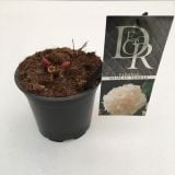 TRAJNICA NAVADNA POTONIKA MIX L12