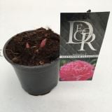 TRAJNICA NAVADNA POTONIKA MIX L12