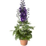 TRAJNICA OSTROŽNIK (DELPHINIUM MAGIC FOUNTAIN) L17 CM