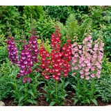 TRAJNICA PENSTEMON L17 CM